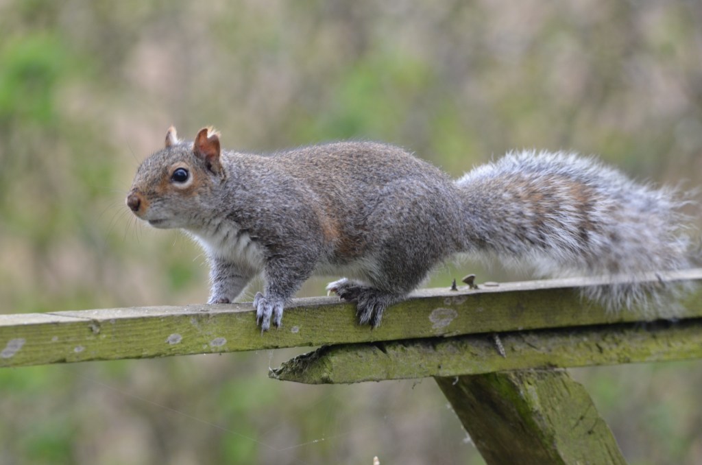 Grey squirrel at BM