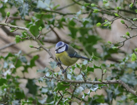 Blue tit BM