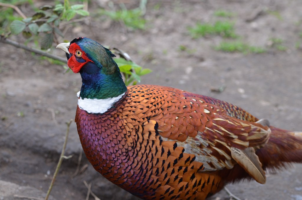 Pheasant at BM