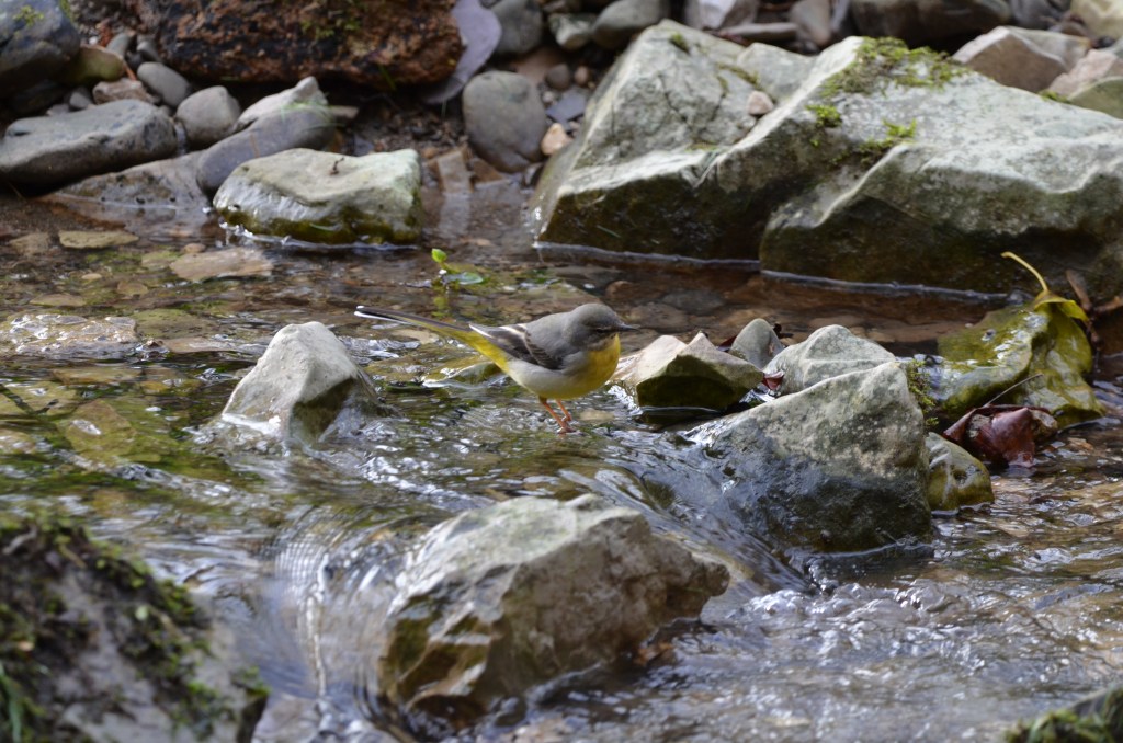 Grey wagtail second time
