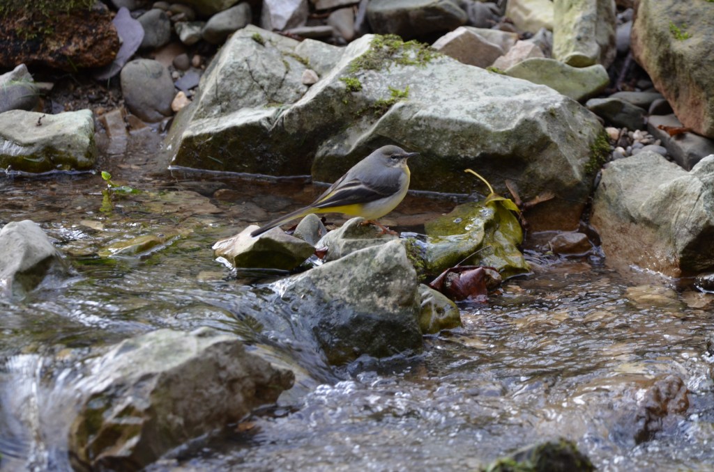 Grey wagtail Saint David's Day