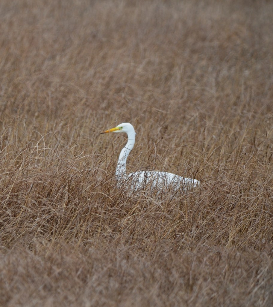 Great white egret at Parkgate