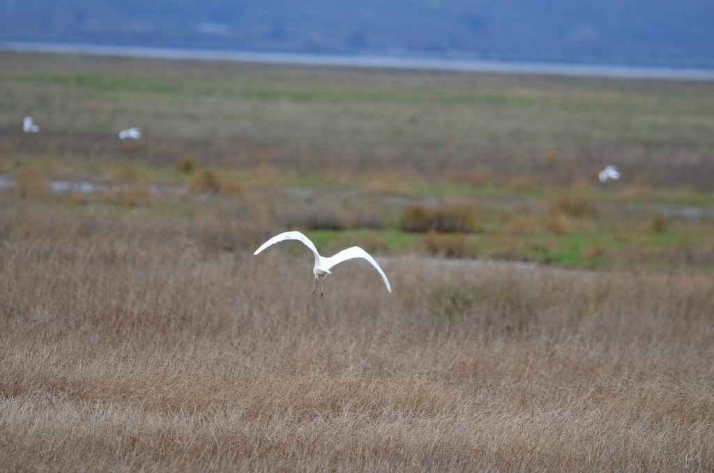 Great white egret flying into the wind