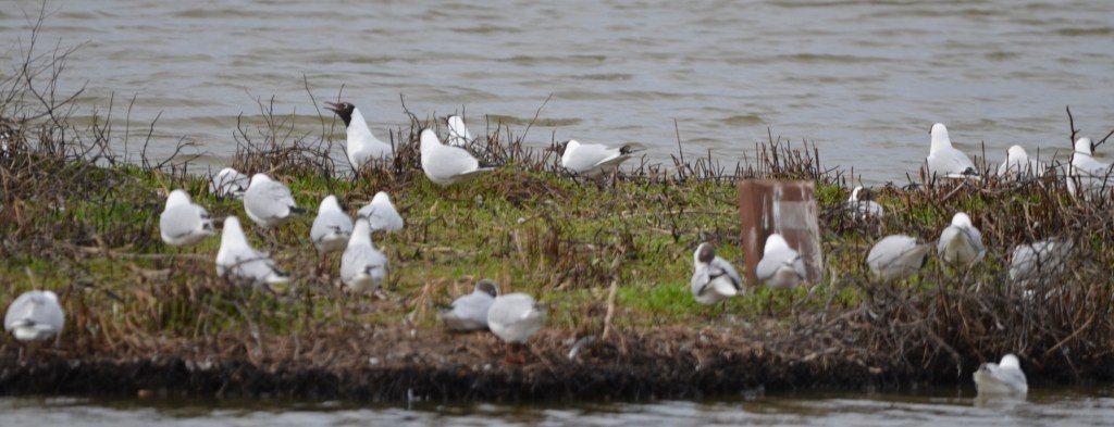 Black-headed gulls at Parkgate