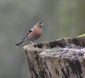 Chaffinch on the edge