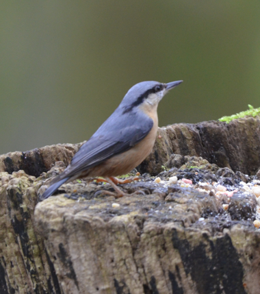 Nuthatch classic
