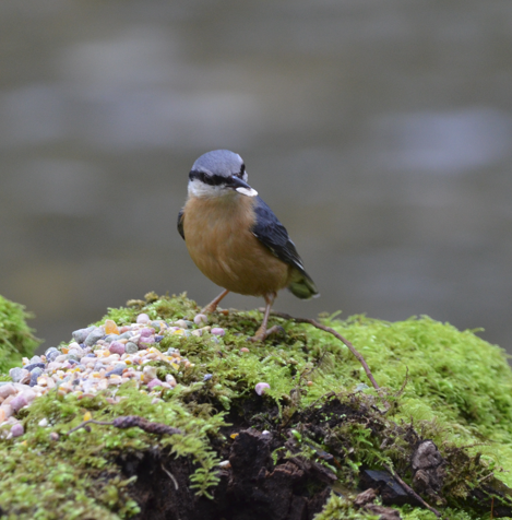 Nuthatch facing with food