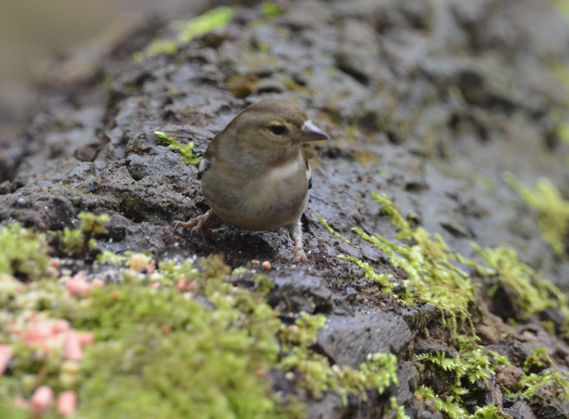 Female Chaffinch