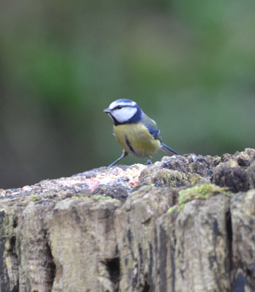 Blue tit at Loggerheads