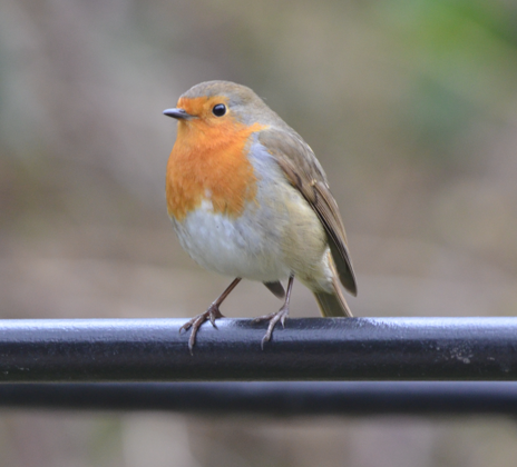 Robin stalking nearer
