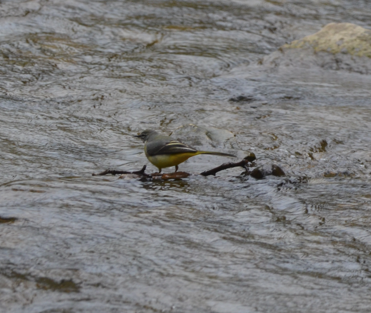 One of the wagtails