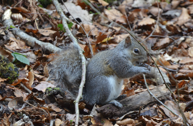 Squirrel at Loggerheads
