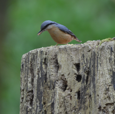 Nuthatch 29 March