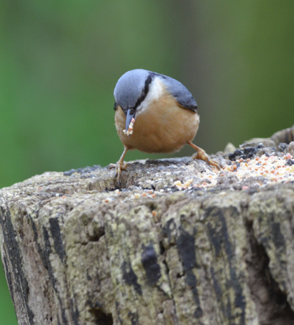 Another Nuthatch 29 March