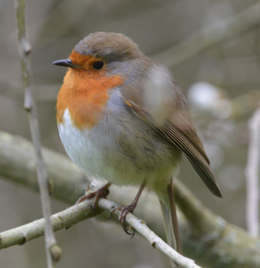 Robin 29 March