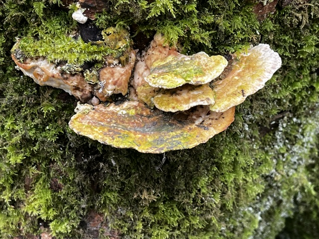 False turkey tail