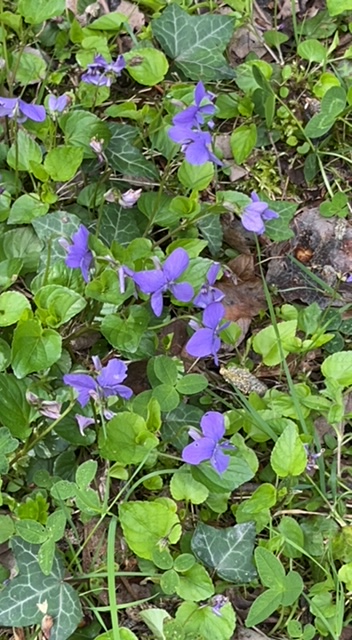 Dog violets
