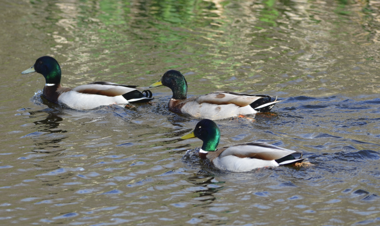 Three drake Mallards