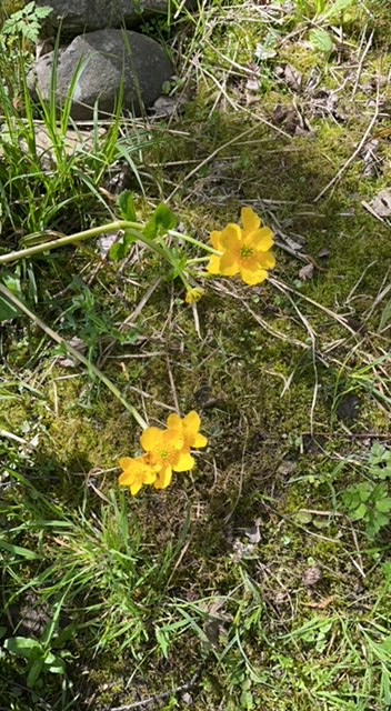 Marsh marigolds