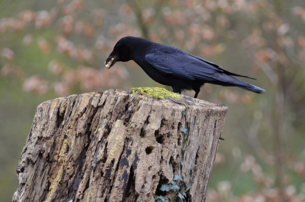Crow feeding at stump