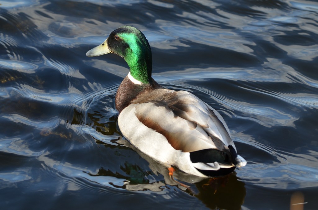 Mallard at Thurstaston