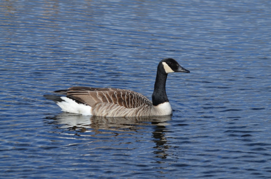Canada goose at Thurstaston