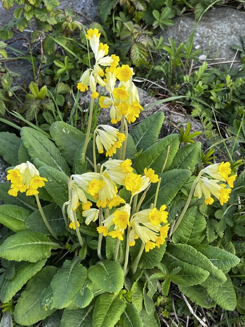 Cowslips Conwy