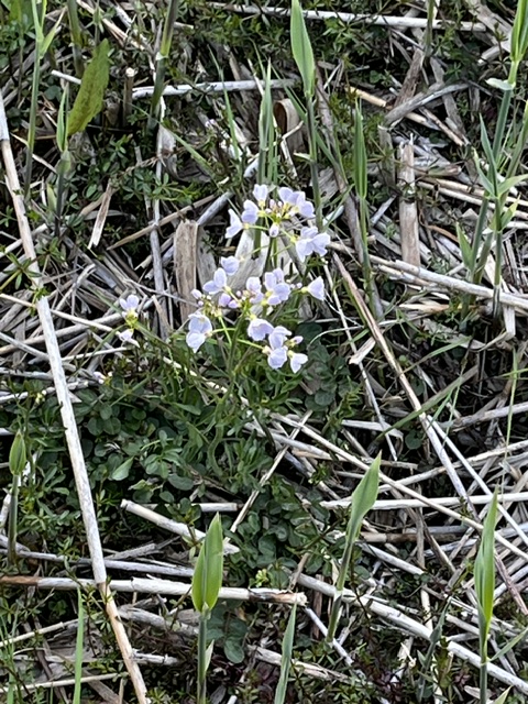 Cuckoo flowers
