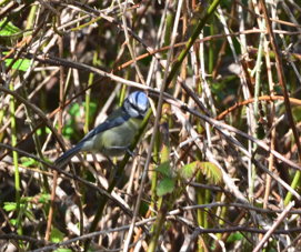 Blue tit at Conwy