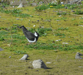 Lapwing at Conwy