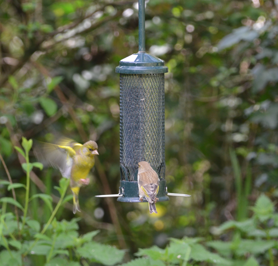 Greenfinch flight