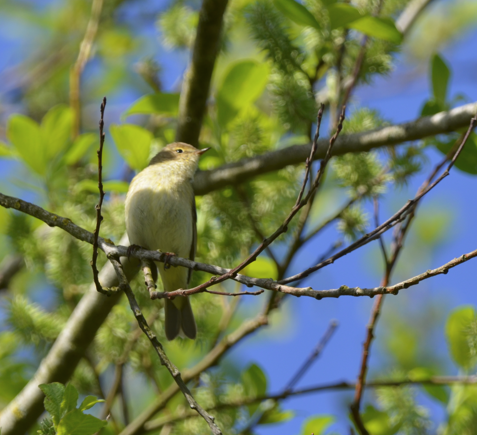 Chiffchaff