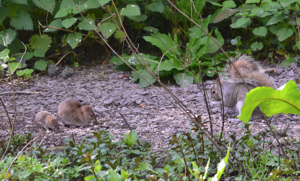 Rodents at feeder