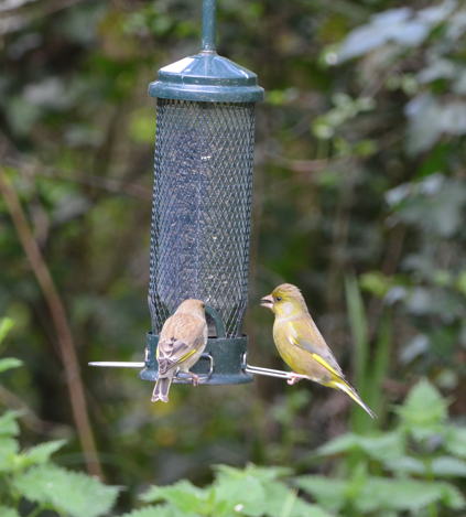 Greenfinches