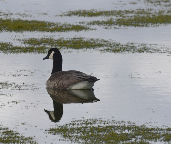 Canada goose at Conwy