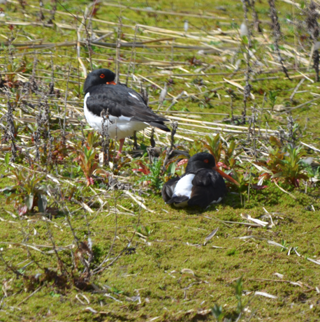Oystercatchers at Conwy