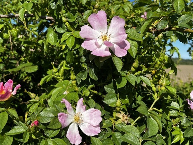 Dogrose2