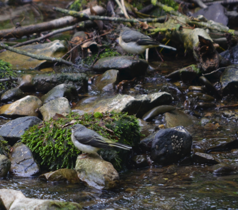 Two Grey wagtails
