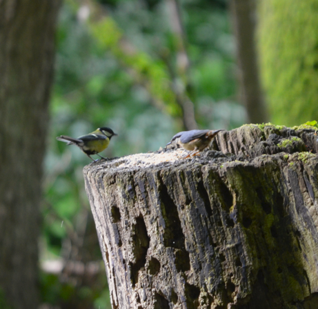 Great tit and Nuthatch