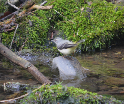 grey wagtail solo