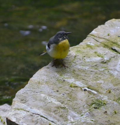 Grey wagtail male?