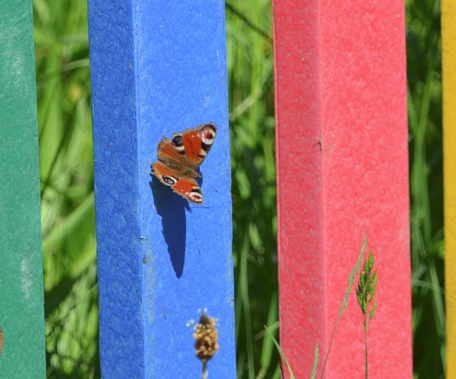 Peacock butterfly