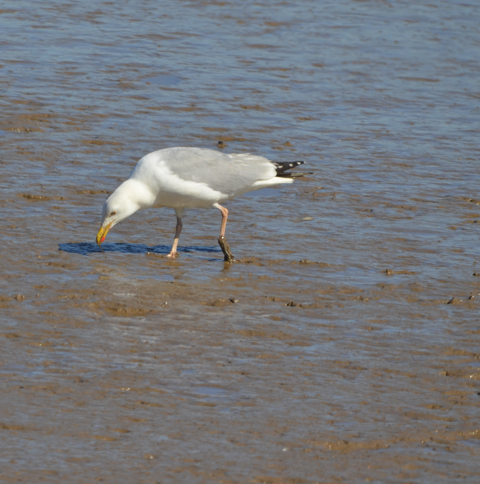 Herring gull