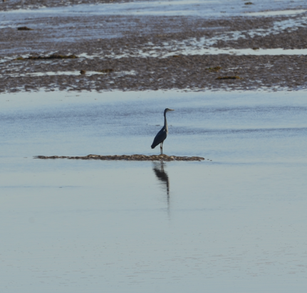 Reflective heron