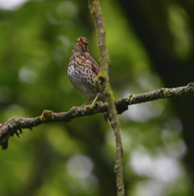 Song thrush Loggerheads