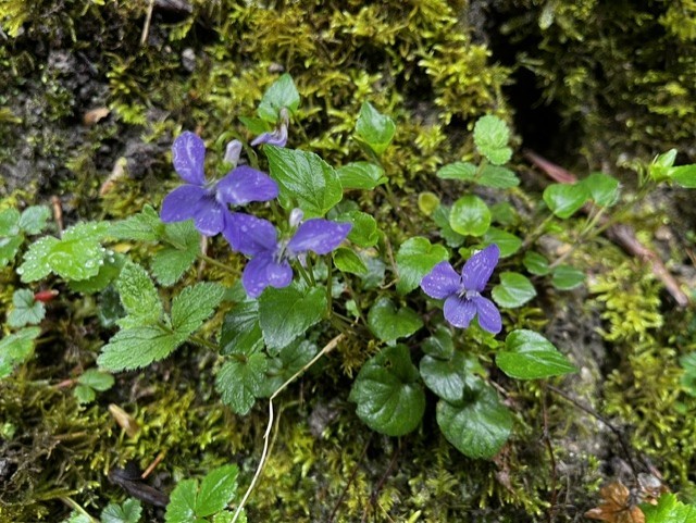 dog violets Loggerheads