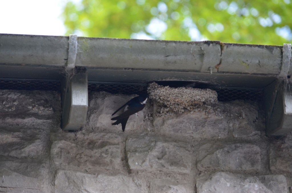 House martin entering nest