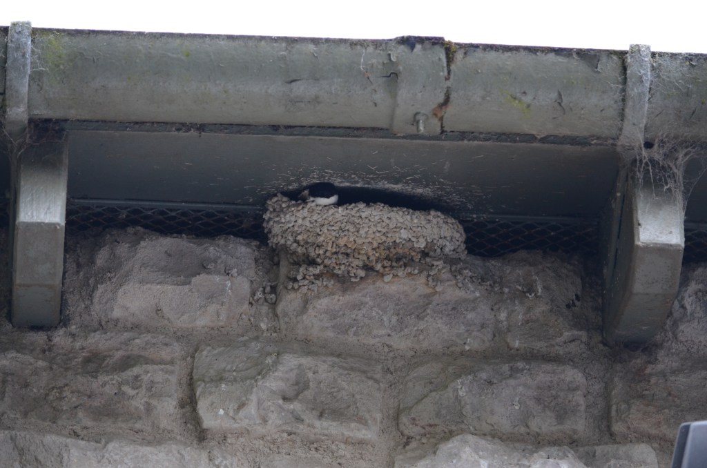 House martin leaving nest
