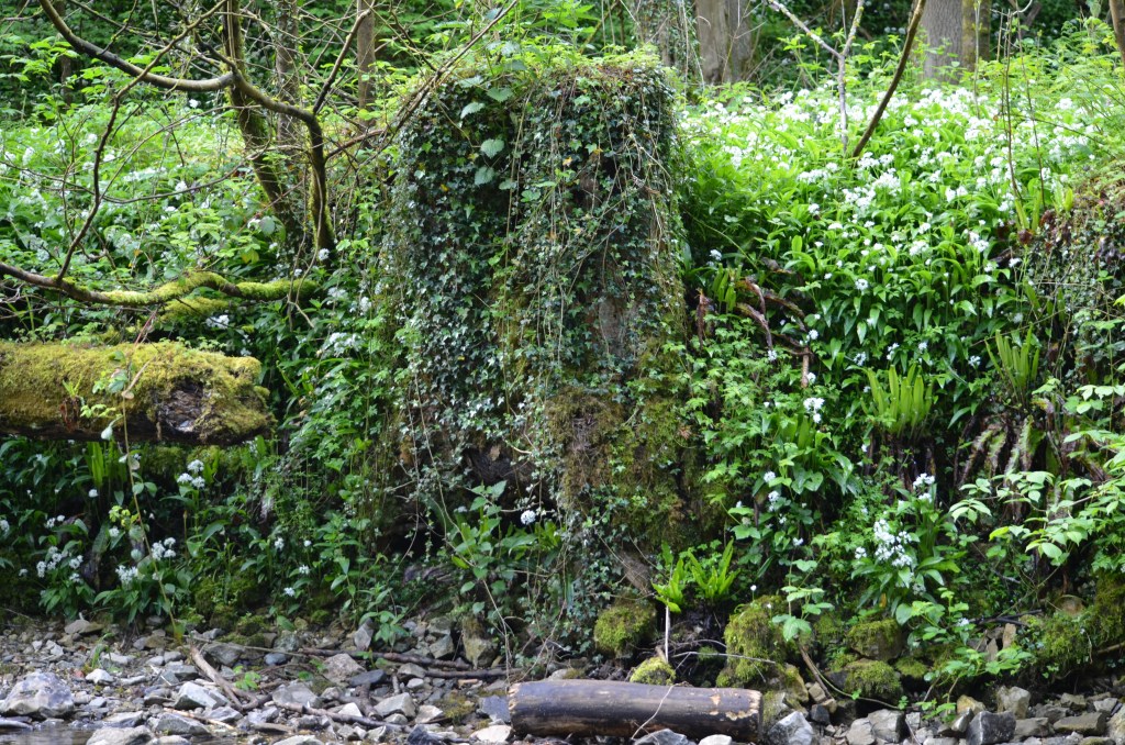 Abandoned Dipper nest