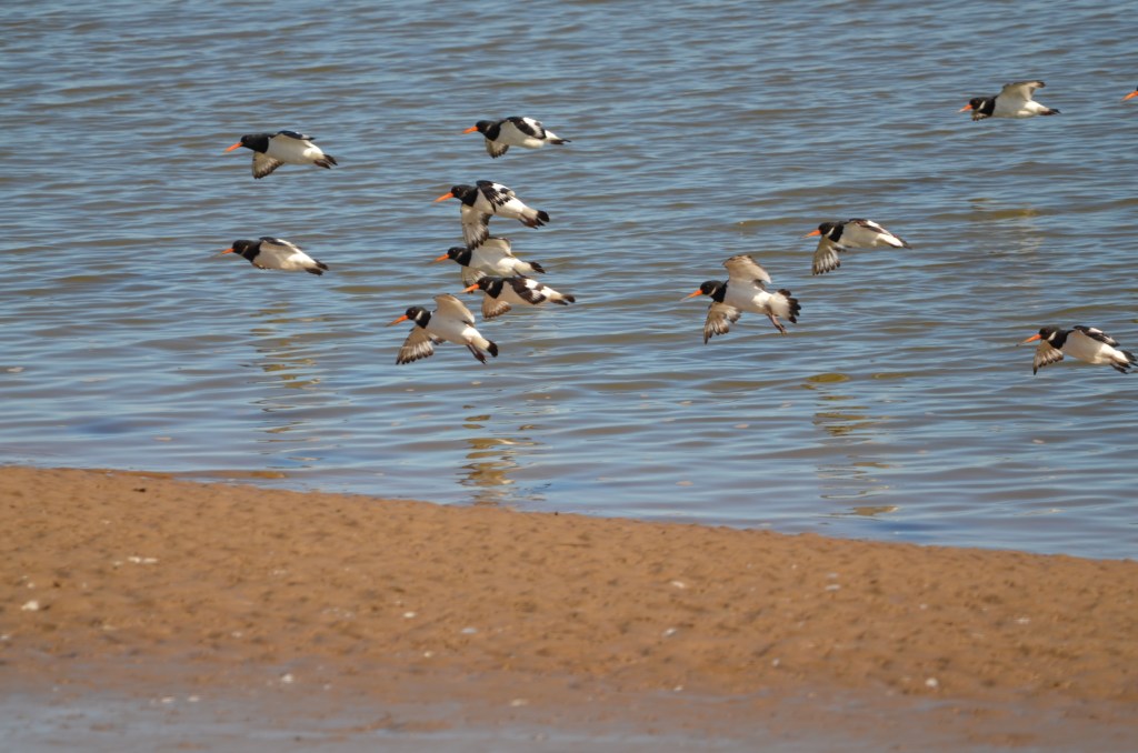 Oystercatchers